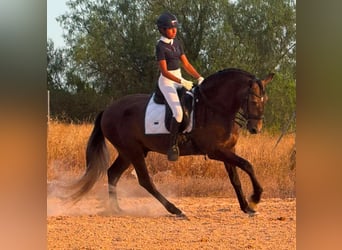 Lusitano, Stallone, 4 Anni, 162 cm, Grigio pezzato