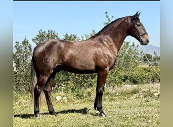 Lusitano, Stallone, 4 Anni, 162 cm, Grigio pezzato