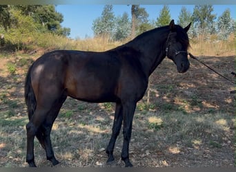 Lusitano, Stallone, 4 Anni, 162 cm, Morello