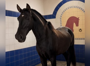 Lusitano, Stallone, 4 Anni, 162 cm, Morello