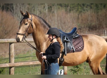 Lusitano, Stallone, 4 Anni, 162 cm, Pelle di daino