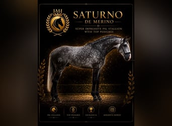 Lusitano, Stallone, 4 Anni, 163 cm, Grigio pezzato