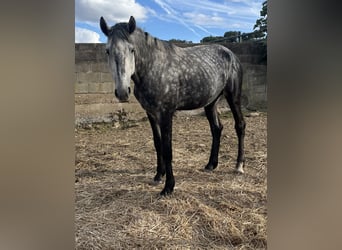 Lusitano, Stallone, 4 Anni, 163 cm, Grigio pezzato