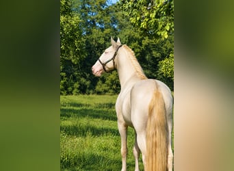 Lusitano, Stallone, 4 Anni, 163 cm, Perlino