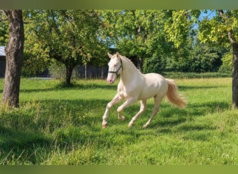 Lusitano, Stallone, 4 Anni, 163 cm, Perlino
