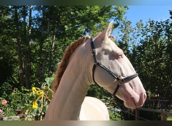 Lusitano, Stallone, 4 Anni, 163 cm, Perlino