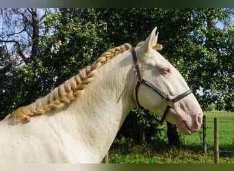 Lusitano, Stallone, 4 Anni, 163 cm, Perlino