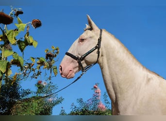 Lusitano, Stallone, 4 Anni, 163 cm, Perlino