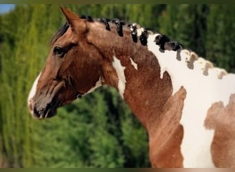 Lusitano Mix, Stallone, 4 Anni, 163 cm, Pezzato