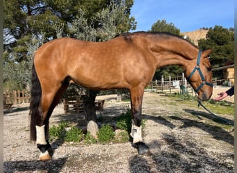 Lusitano, Stallone, 4 Anni, 164 cm, Falbo