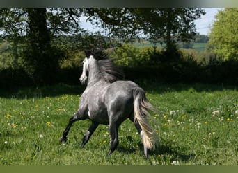 Lusitano, Stallone, 4 Anni, 164 cm, Grigio