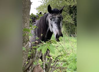 Lusitano, Stallone, 4 Anni, 164 cm, Grigio