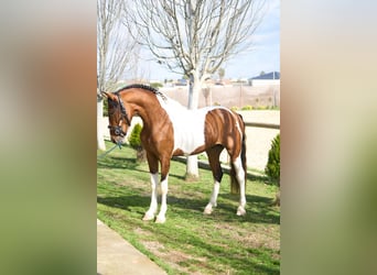 Lusitano, Stallone, 4 Anni, 164 cm, Pezzato