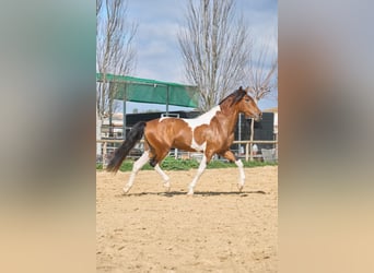 Lusitano, Stallone, 4 Anni, 164 cm, Pezzato
