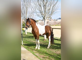 Lusitano, Stallone, 4 Anni, 164 cm, Pezzato