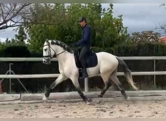 Lusitano, Stallone, 4 Anni, 165 cm, Grigio