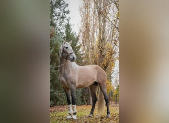 Lusitano, Stallone, 4 Anni, 165 cm, Grigio pezzato