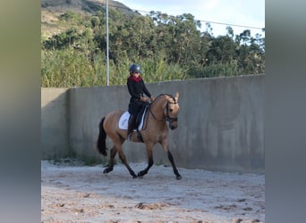 Lusitano, Stallone, 4 Anni, 166 cm, Falbo
