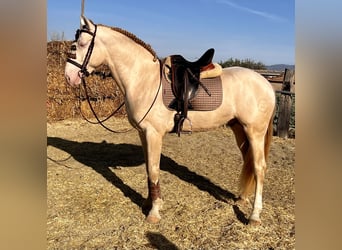 Lusitano Mix, Stallone, 4 Anni, 172 cm, Cremello