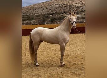 Lusitano Mix, Stallone, 4 Anni, 172 cm, Cremello