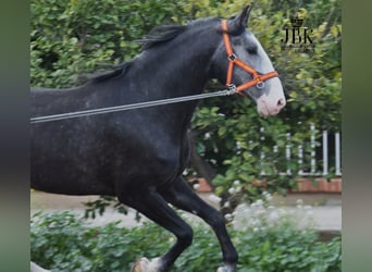 Lusitano, Stallone, 4 Anni, 172 cm, Grigio ferro