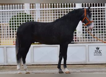 Lusitano, Stallone, 4 Anni, 172 cm, Grigio ferro
