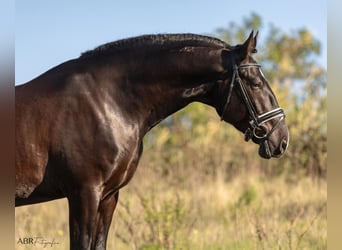 Lusitano, Stallone, 4 Anni, 172 cm, Morello
