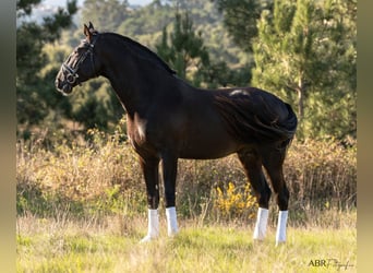 Lusitano, Stallone, 4 Anni, 172 cm, Morello