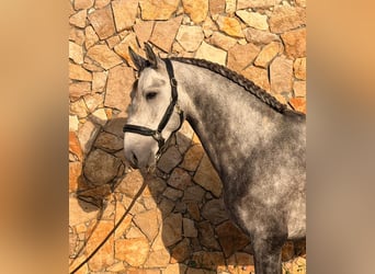 Lusitano, Stallone, 5 Anni, 155 cm, Grigio