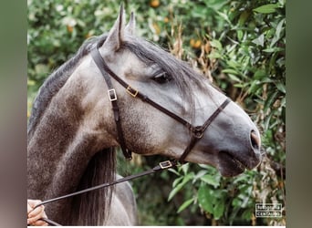 Lusitano, Stallone, 5 Anni, 156 cm, Grigio pezzato