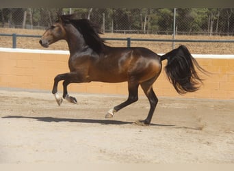 Lusitano, Stallone, 5 Anni, 158 cm, Pelle di daino