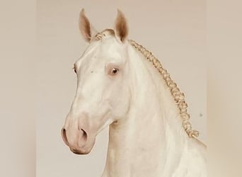 Lusitano, Stallone, 5 Anni, 158 cm, Perlino