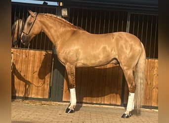 Lusitano, Stallone, 5 Anni, 160 cm, Palomino