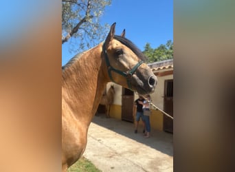 Lusitano, Stallone, 5 Anni, 160 cm, Pelle di daino