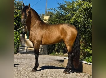 Lusitano, Stallone, 5 Anni, 160 cm, Pelle di daino