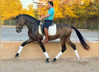 Lusitano, Stallone, 5 Anni, 160 cm, Pelle di daino