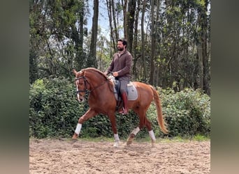 Lusitano, Stallone, 5 Anni, 162 cm, Sauro