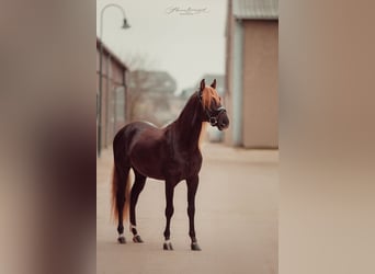 Lusitano Mix, Stallone, 5 Anni, 162 cm, Sauro scuro