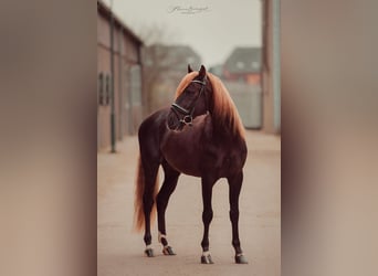 Lusitano Mix, Stallone, 5 Anni, 162 cm, Sauro scuro