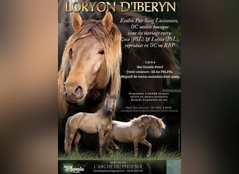 Lusitano, Stallone, 5 Anni, 163 cm, Pearl