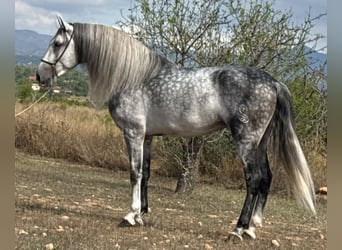 Lusitano, Stallone, 5 Anni, 164 cm, Grigio pezzato