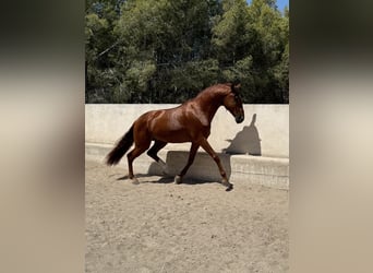 Lusitano, Stallone, 5 Anni, 165 cm, Sauro ciliegia