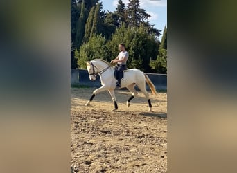 Lusitano, Stallone, 5 Anni, 166 cm, Cremello