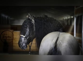 Lusitano Mix, Stallone, 5 Anni, 166 cm, Grullo