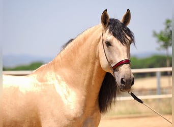 Lusitano Mix, Stallone, 5 Anni, 168 cm, Falbo