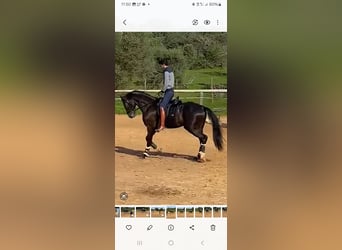 Lusitano Mix, Stallone, 5 Anni, 168 cm, Morello