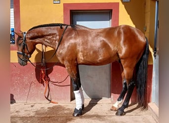 Lusitano Mix, Stallone, 5 Anni, 170 cm, Baio ciliegia