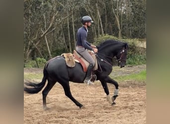 Lusitano, Stallone, 6 Anni, 155 cm, Morello
