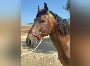 Lusitano, Stallone, 6 Anni, 155 cm, Pelle di daino