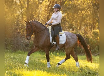 Lusitano Mix, Stallone, 6 Anni, 158 cm, Baio roano